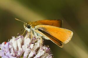 lulworth patrón - thymelicus acteón foto