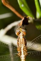 Red veined Darter photo