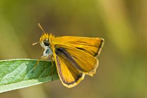 Lulworth Skipper - Thymelicus acteon photo