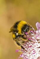 Buff-tailed Bumblebee - Bombus terrestris subsp. lusitanicus photo