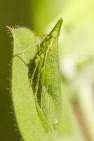 Dictyopharid Planthopper - Rhynchomitra microrhina photo