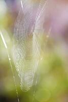 spider web close up photo