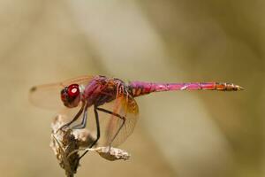 Violet Dropwing  - Trithemis annulata photo