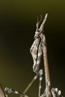 mantis palo - empusa pennata foto