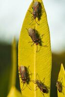 red bugs - lygaeus equestris - on a plant photo