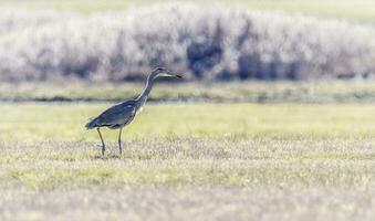 Grey heron, Ardea cinerea, walking in a meadow, Geneva, Switzerland photo