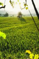 Green rice fields in the evening photo