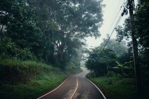 road and trees in the morning photo