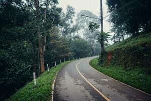 road and trees in the morning photo
