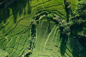 Rice terraces in rural forest with evening light,paddy field photo