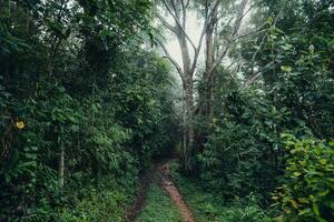 Trees and paths in the rainforest photo