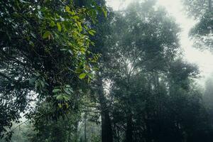 Trees and paths in the rainforest photo