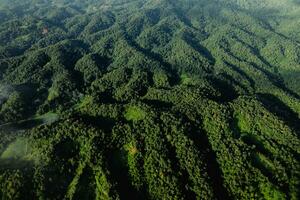 alto ángulo bosque y verde arboles foto