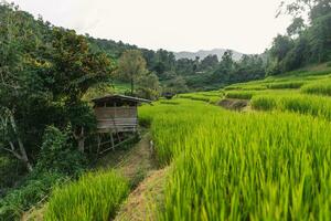 Green rice fields at the countryside photo