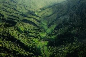 High angle forest and green trees photo