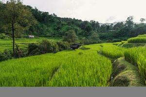 Green rice fields at the countryside photo