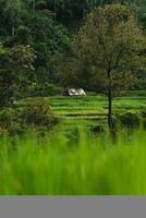 Green rice fields at the countryside photo