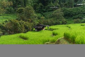 Green rice fields at the countryside photo