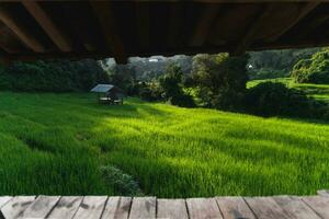verde arroz campos a el campo foto