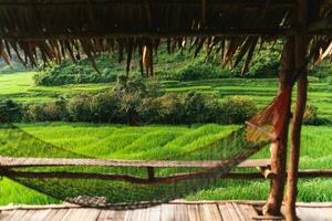 Cradle at the rice field view hut photo