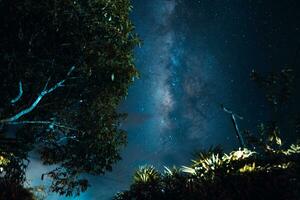 Stars and the Milky Way in the night sky photo