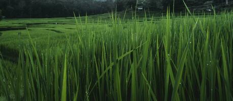 arroz campos a oscuridad en el campo foto