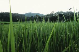 rice fields at dusk in the countryside photo