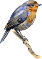 robin fågel på de träd gren. vattenfärg realistisk illustration. hand dragen stänga upp små trädgård fågel. skön låt fågel enda bild. mycket liten robin realistisk bild. png