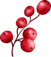 Natale frutti di bosco acquerello png