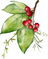 Christmas watercolor of berries and leaves png