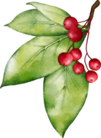 Christmas watercolor of berries and leaves png