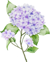 hortensia bukett vattenfärg png