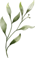 waterverf groen bladeren element png