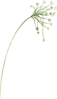 aguarela botânico folhas elementos png