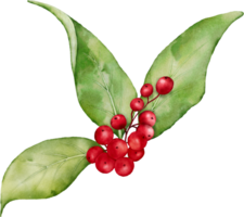 Christmas watercolor of berries and leaves png