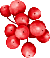 Natale frutti di bosco acquerello png