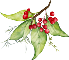 Christmas watercolor of berries and leaves png