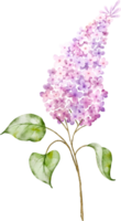 rosa lila bukett kvistar vattenfärg element png