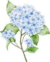 hortensia bukett vattenfärg png