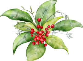 Christmas watercolor of berries and leaves png