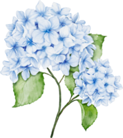 hortensia bukett vattenfärg png