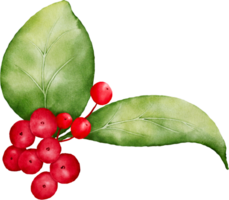 Christmas watercolor of berries and leaves png