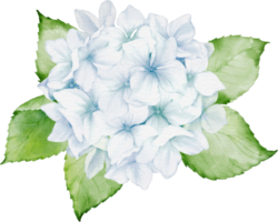hortensia ramo de flores acuarela png