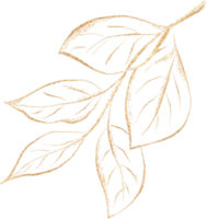 feuille de d'or luxe illustration png