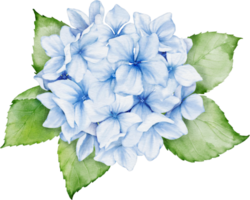 hortensia bukett vattenfärg png