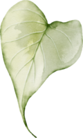 lila hoja elemento con acuarela png