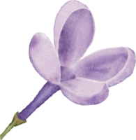 lila blomma element vattenfärg png