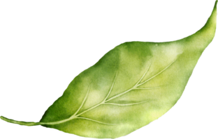 Christmas Leaf Berry Watercolor png