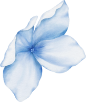 Flower Watercolor Element png