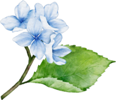 hortensia bukett vattenfärg png